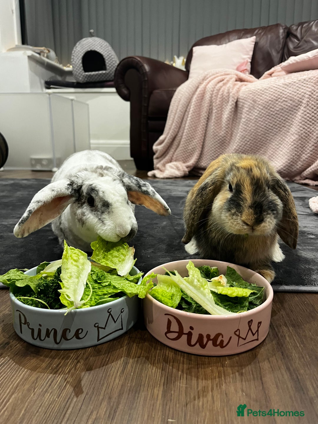 French Lop rabbits for sale: Gizmo and Della  - Image 1