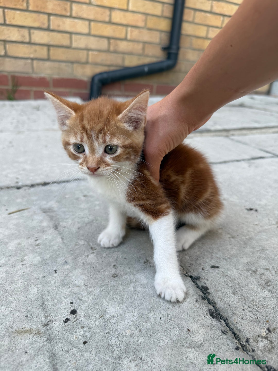 Mixed Breed cats for sale: loved and cared for kittens looking for new home🥹 - Image 22