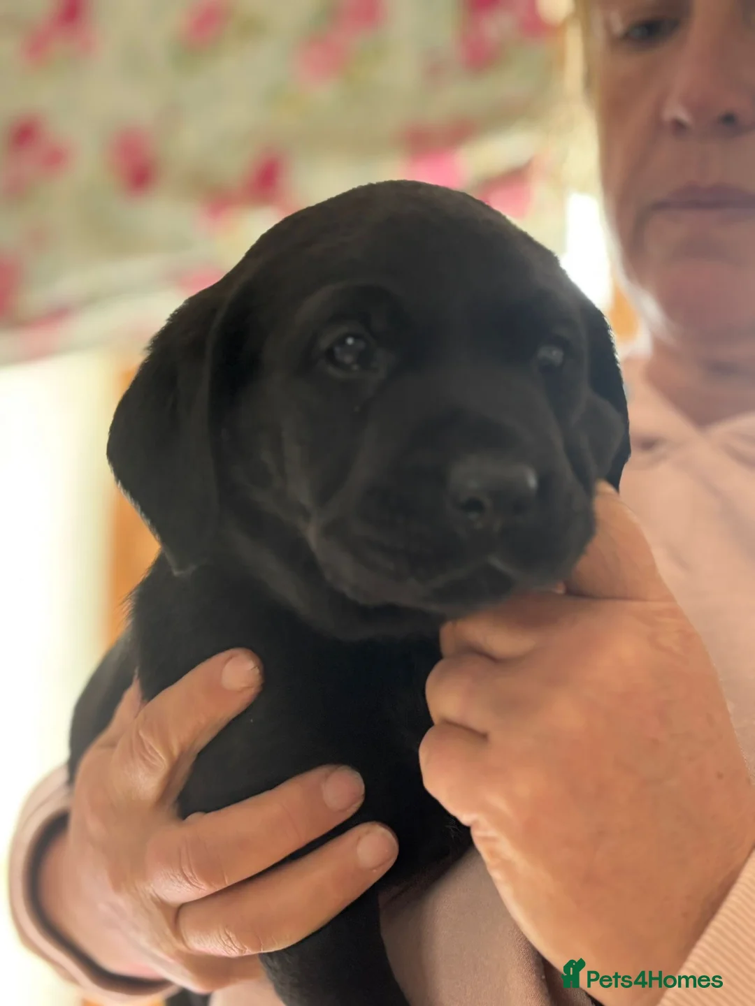 Labrador Retriever dogs for sale: Black Lab Pups - Advert 2