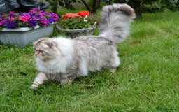 Scottish Fold cats for sale: The sweetest Folded ear boy on the world😻❤️ in Grimsby - Image 9