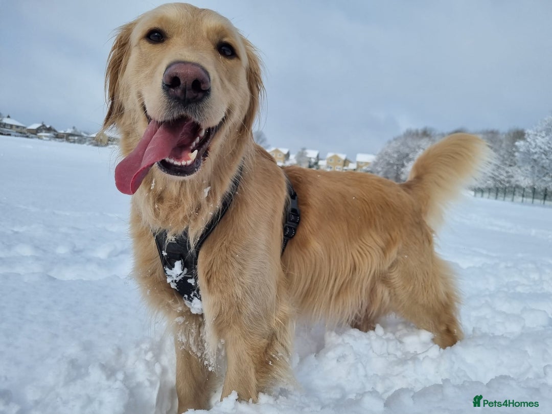 Golden Retriever dogs for sale: Golden Retriever Puppies for Sale - Advert 11