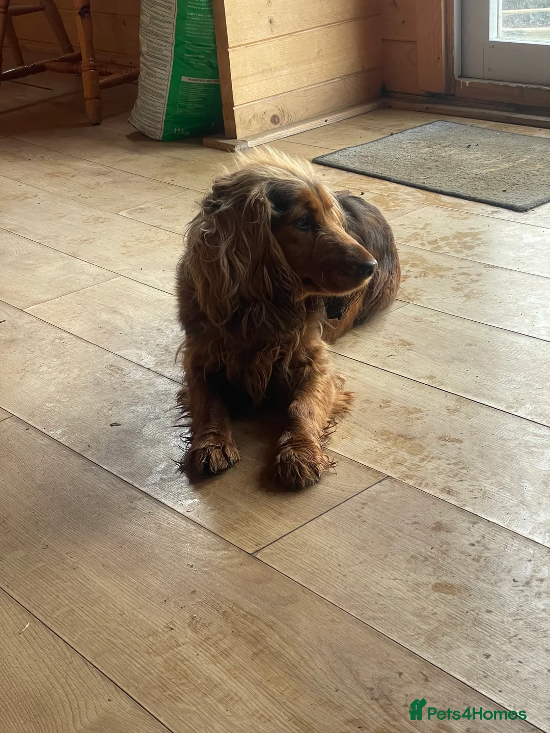 Cocker Spaniel dogs for sale: Beautiful show cocker girl  - Advert 2