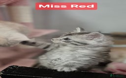 Maine Coon cats for sale: GCCF Pedigree Rare Red Shaded Silver Maine Coons - Advert 15