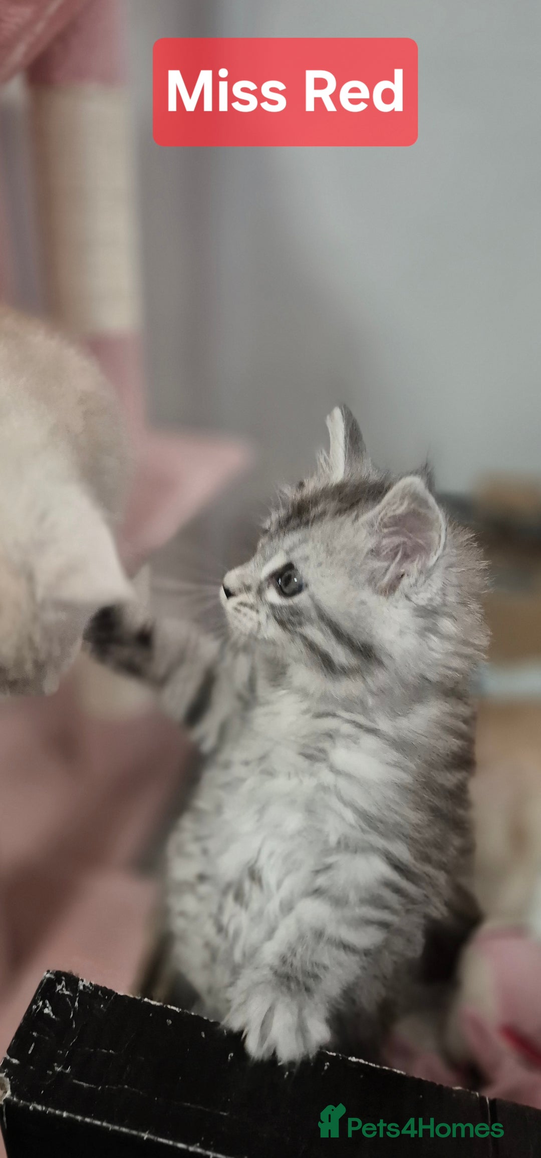 Maine Coon cats for sale: GCCF Pedigree Rare Red Shaded Silver Maine Coons - Advert 15