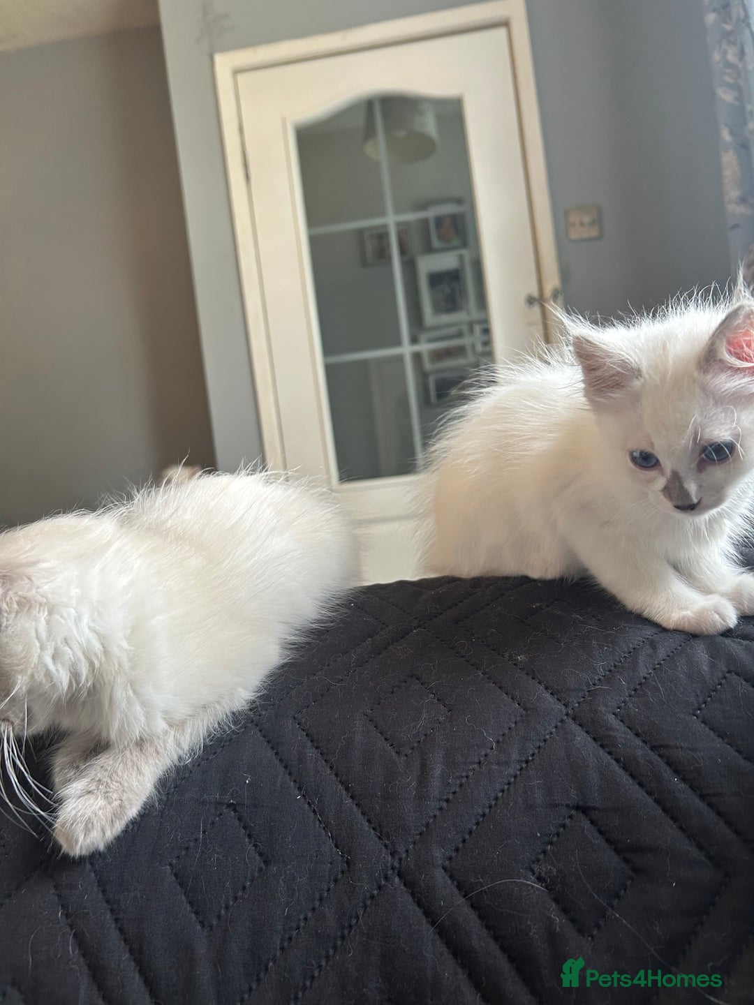 Ragdoll cats for sale: Ragdolls last male lynx  - Image 13