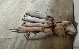 Mixed Breed dogs for sale: Multi generational goldendoodle puppies - Image 3