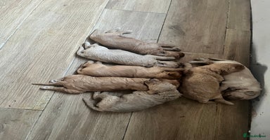 Mixed Breed dogs - Advert 10