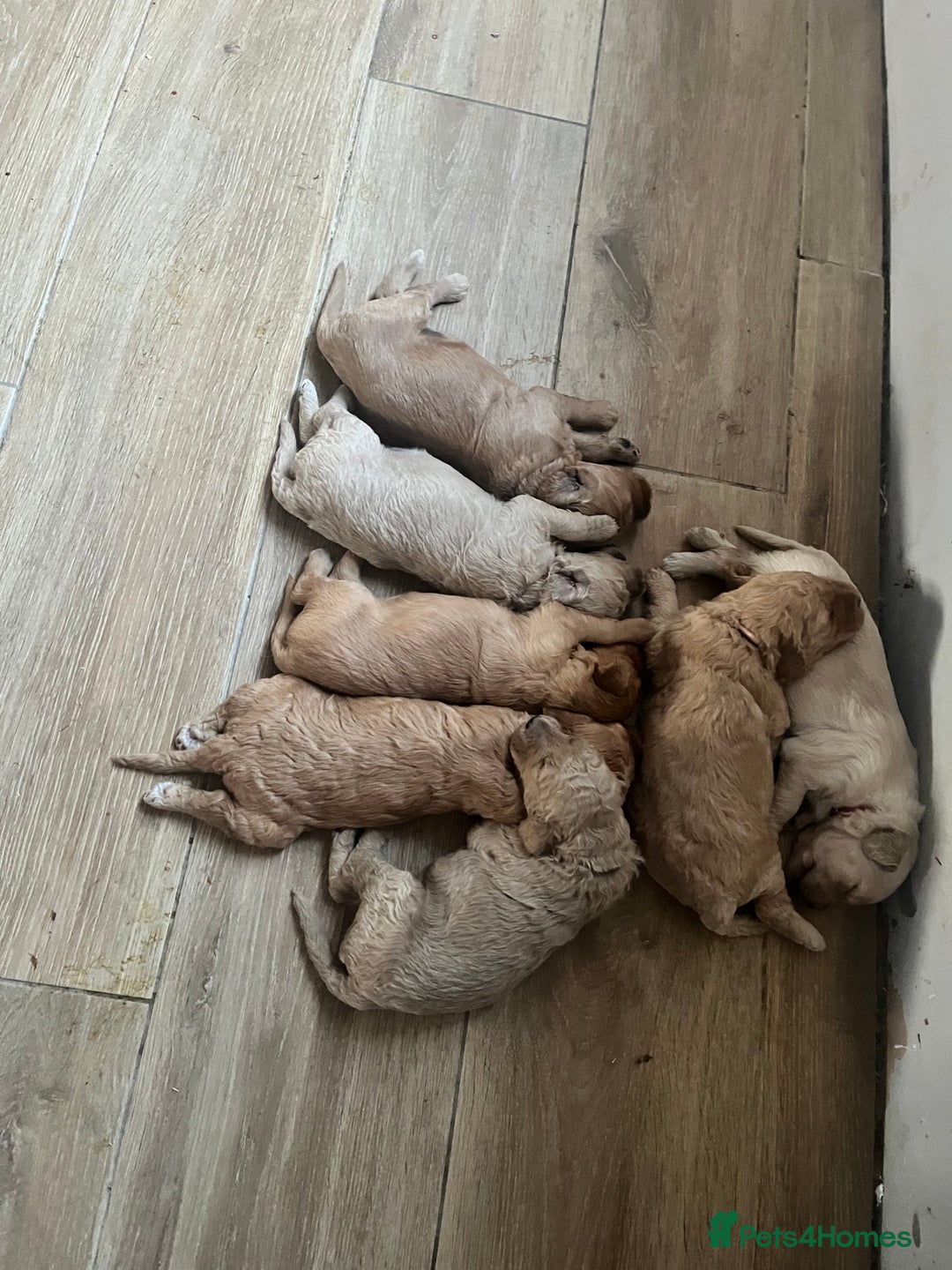 Mixed Breed dogs for sale: Multi generational goldendoodle puppies - Image 3
