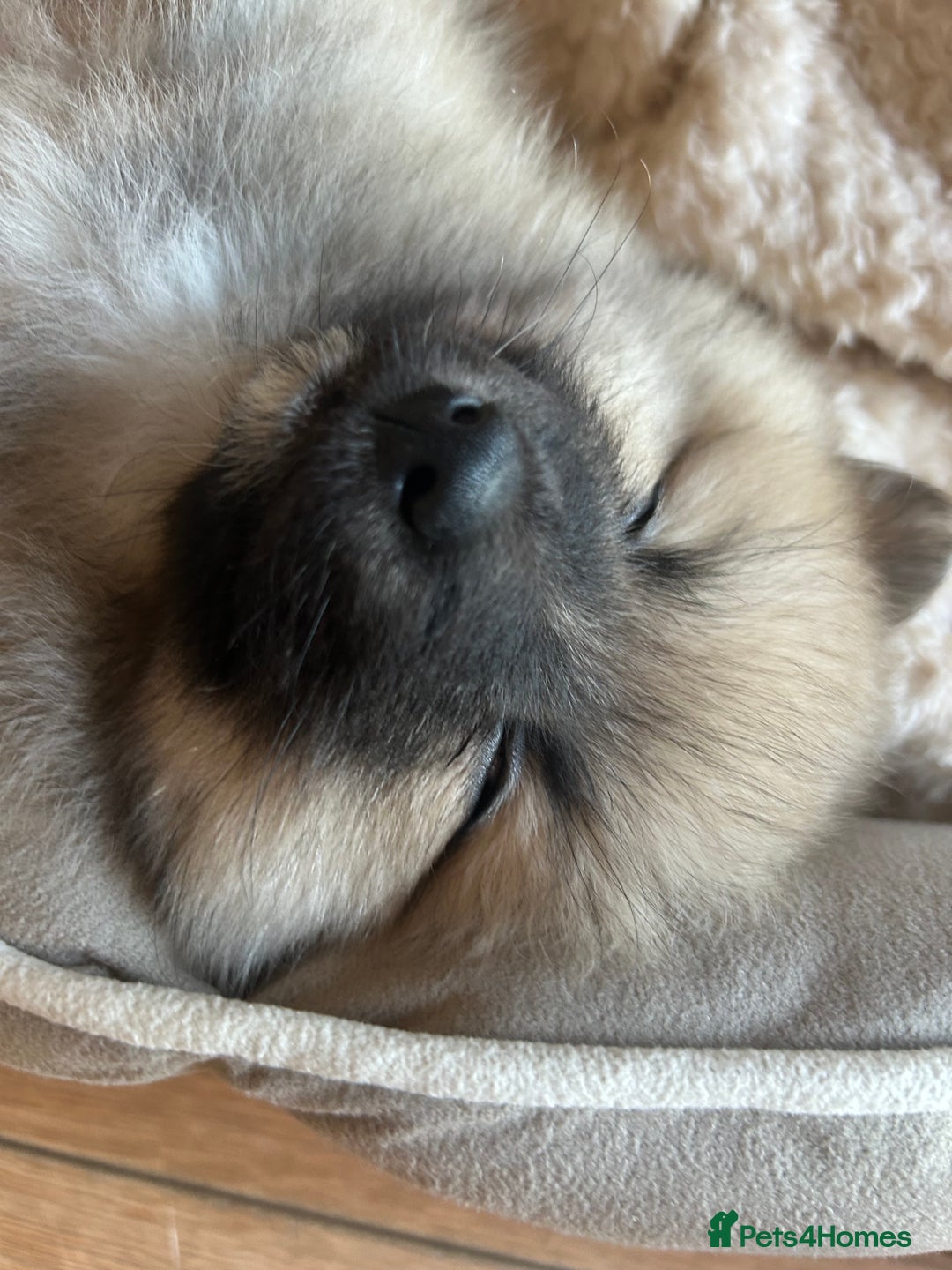 Pomeranian dogs for sale: Pomeranian boy for sale  - Advert 5