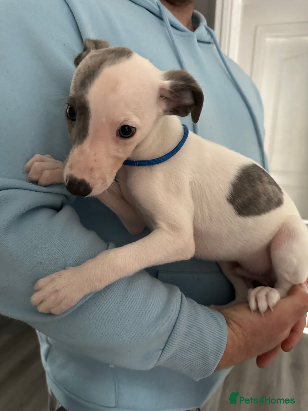 Whippet dogs for sale: whippet puppies - Advert 3