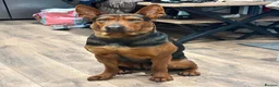 Chinese Red Dog dogs for sale: CHINESE RED DOG ** - Advert 12