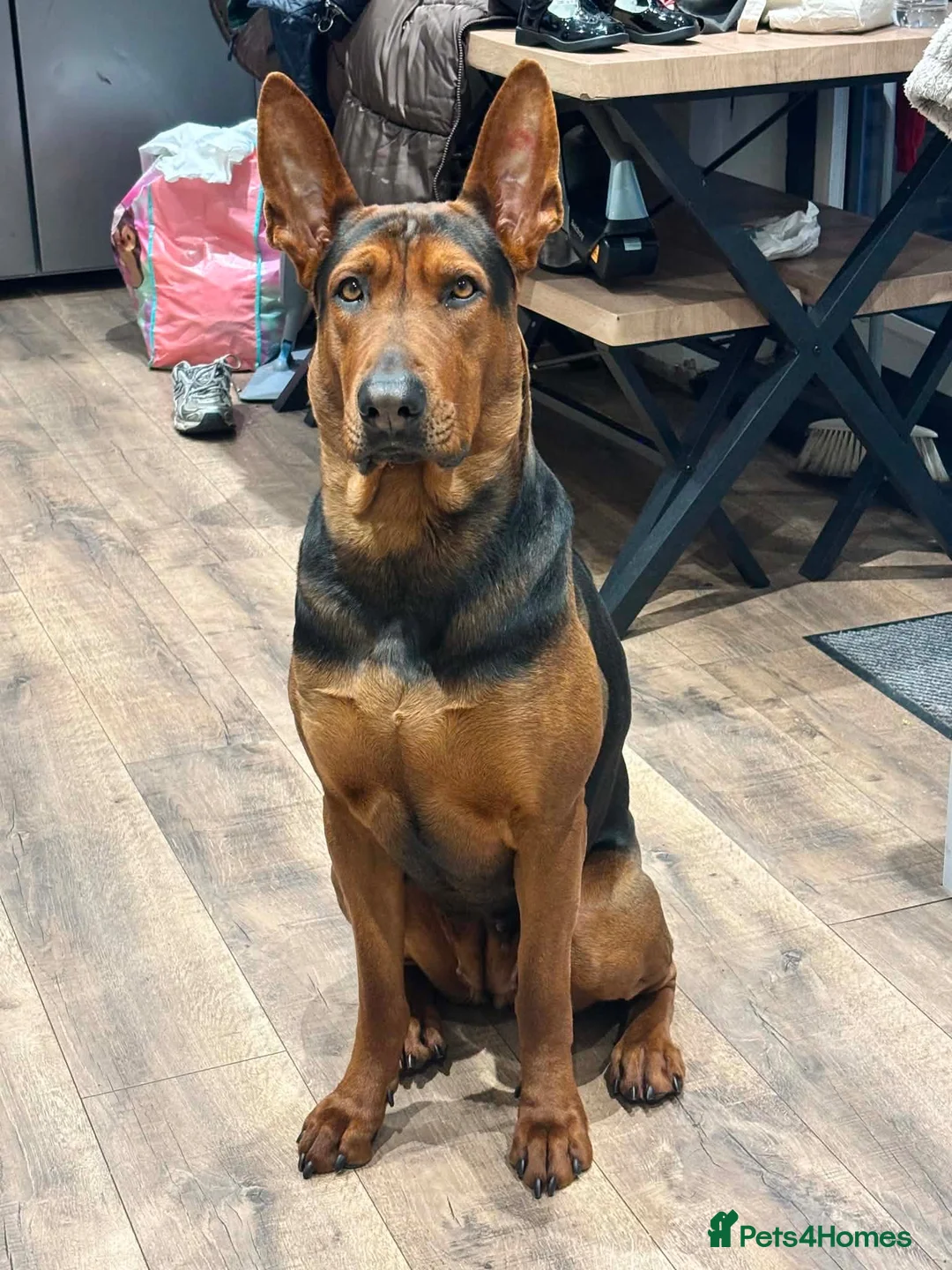 Chinese Red Dog dogs for sale: CHINESE RED DOG ** - Advert 12