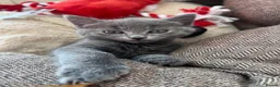 Mixed Breed cats for sale: Beautiful gray female kitten - Advert 13