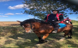 Welsh Section D horses for sale: 5 year old gelding ready to start learning  - Image 1