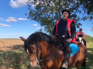 Welsh Section D horses - Advert 15