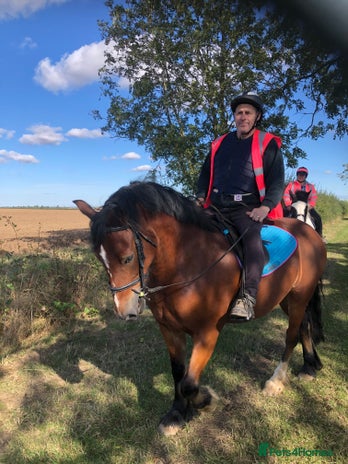 Welsh Section D horses - Advert 3