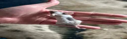 Mouse rodents for sale: Female mice  - Advert 4