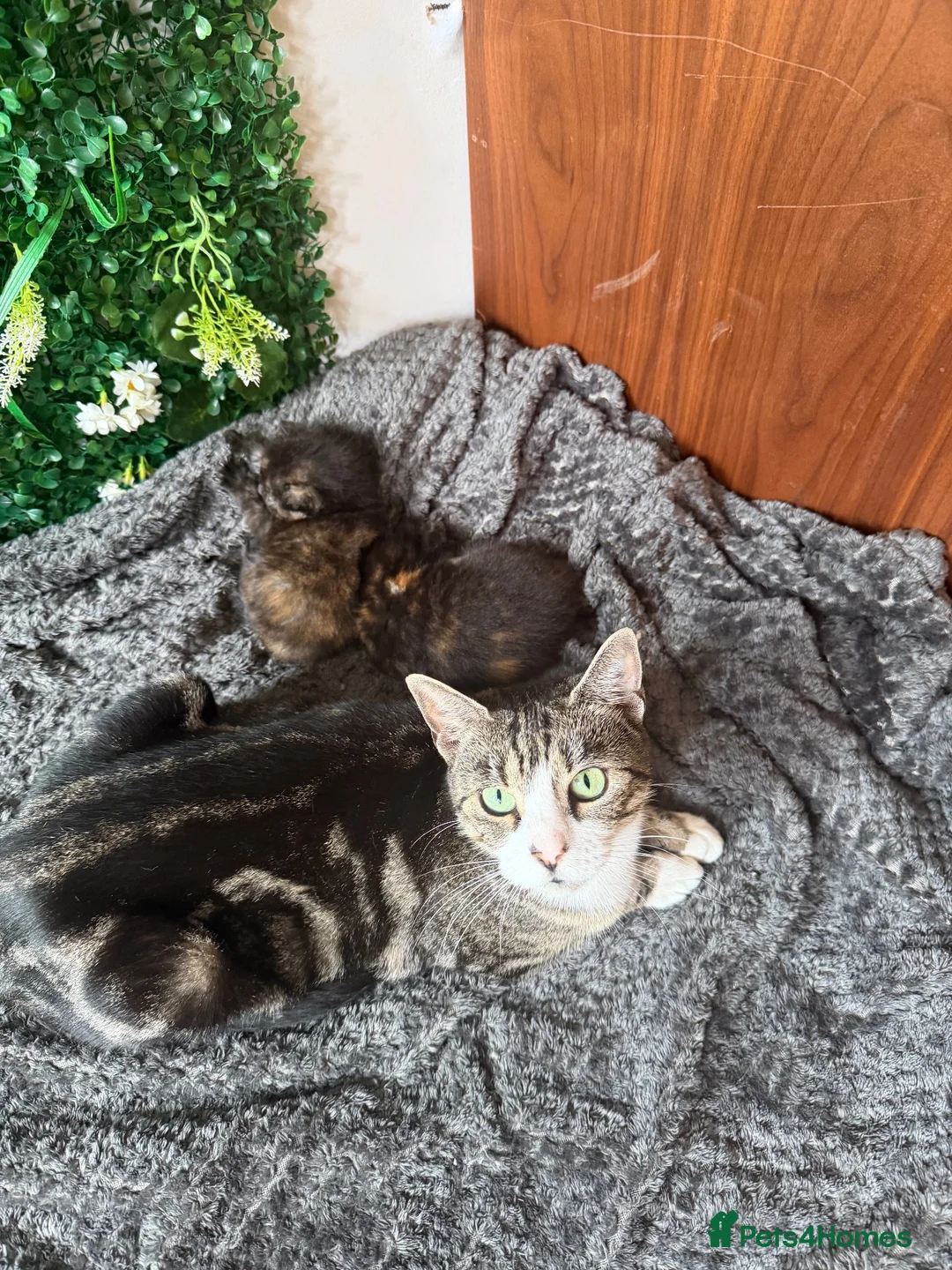 Mixed Breed cats for sale: British shorthair mixed breed. Ready Today - Advert 1