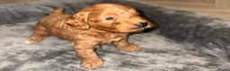 Cockapoo dogs for sale: Stop scrolling we have perfection 👇🐶 - Advert 10