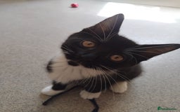 Mixed Breed cats for sale: 1 gorgeous female bengal x kitten for sale. - Image 1