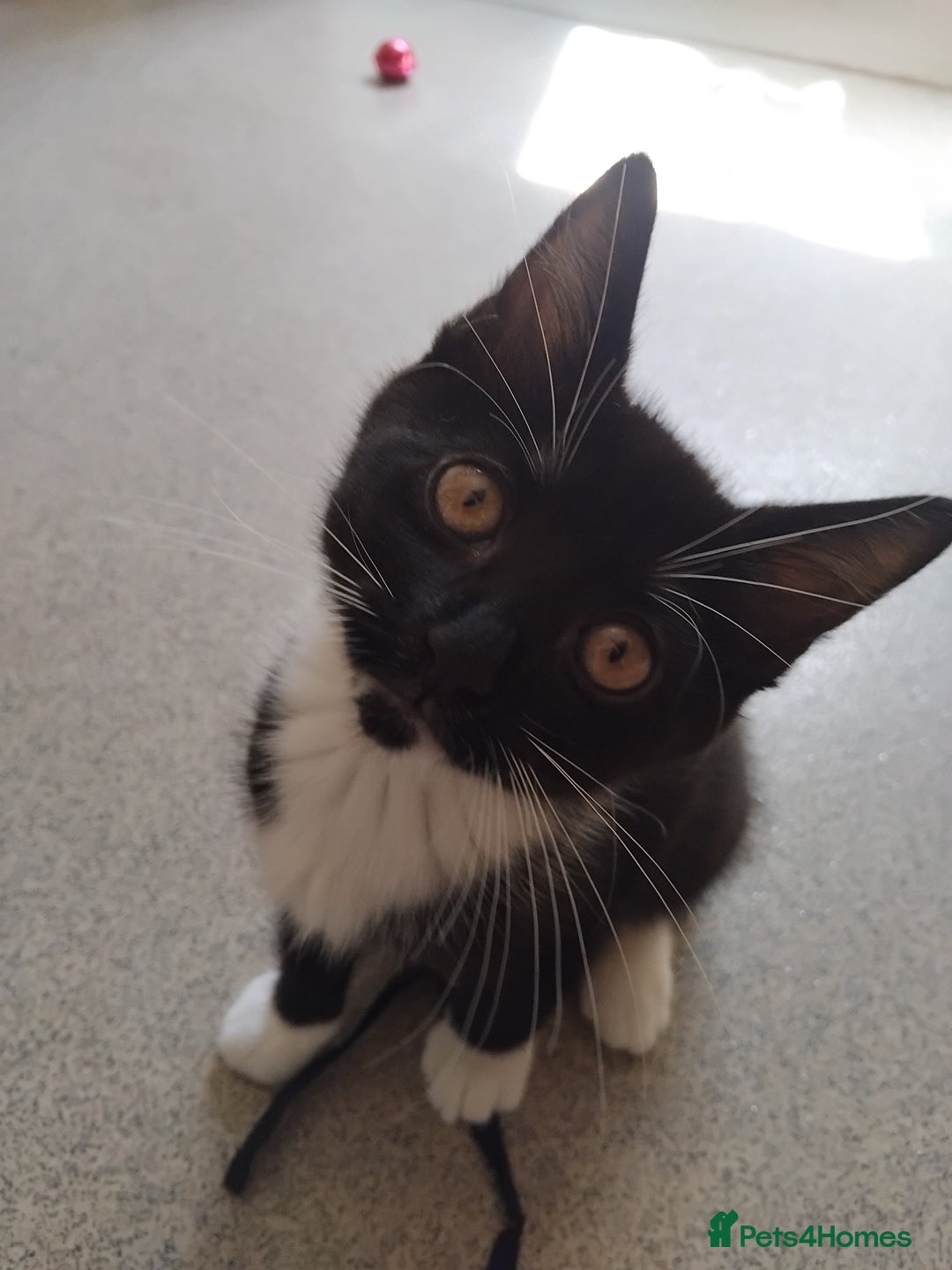 Mixed Breed cats for sale: 1 gorgeous female bengal x kitten for sale. - Image 1