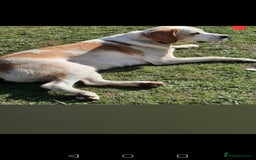 Foxhound dogs for sale: 4 year old boy - Image 2