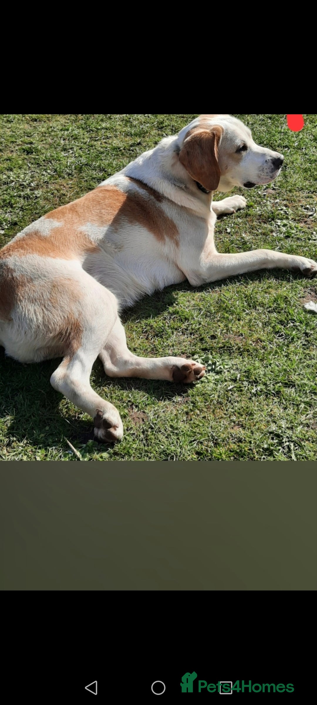 Foxhound dogs for sale: 4 year old boy - Image 2