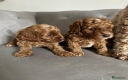 Cavapoo dogs for sale: Stunning Red Cavapoo Boys  - Image 19