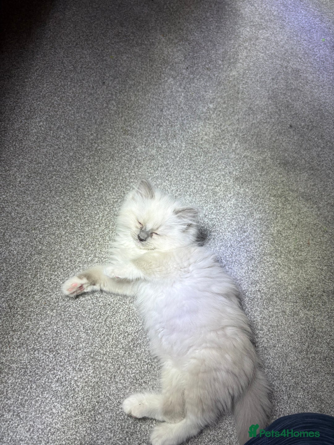 Ragdoll cats for sale: Blue GCCF pedigree Ragdoll kittens - Advert 22