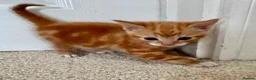 Mixed Breed cats for sale: 5 beautiful kittens for sale 🖤🧡  - Advert 5