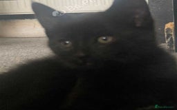European cats for sale: Four Gorgeous Kittens Looking for Forever Homes - Image 22