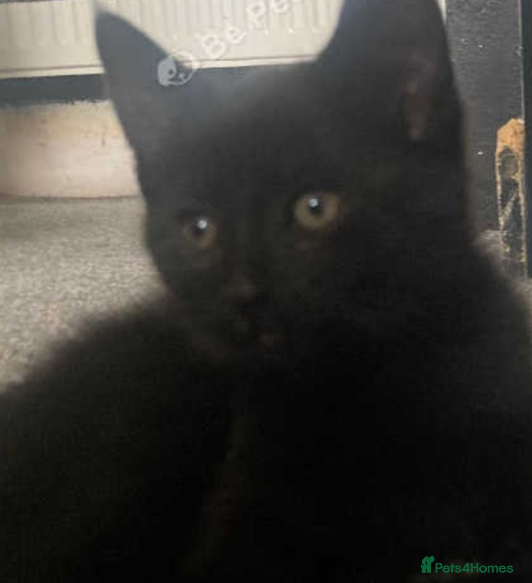 European cats for sale: Four Gorgeous Kittens Looking for Forever Homes - Image 22