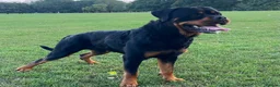 Rottweiler dogs for stud: 22 champions kc Rottweiler stud  in Romford - Advert 9