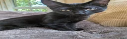 Mixed Breed cats for sale: 2 female kittens  - Advert 2