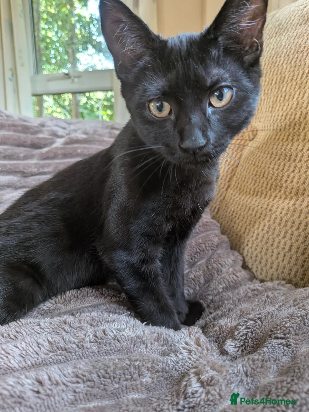 Mixed Breed cats for sale: 2 female kittens  - Advert 2