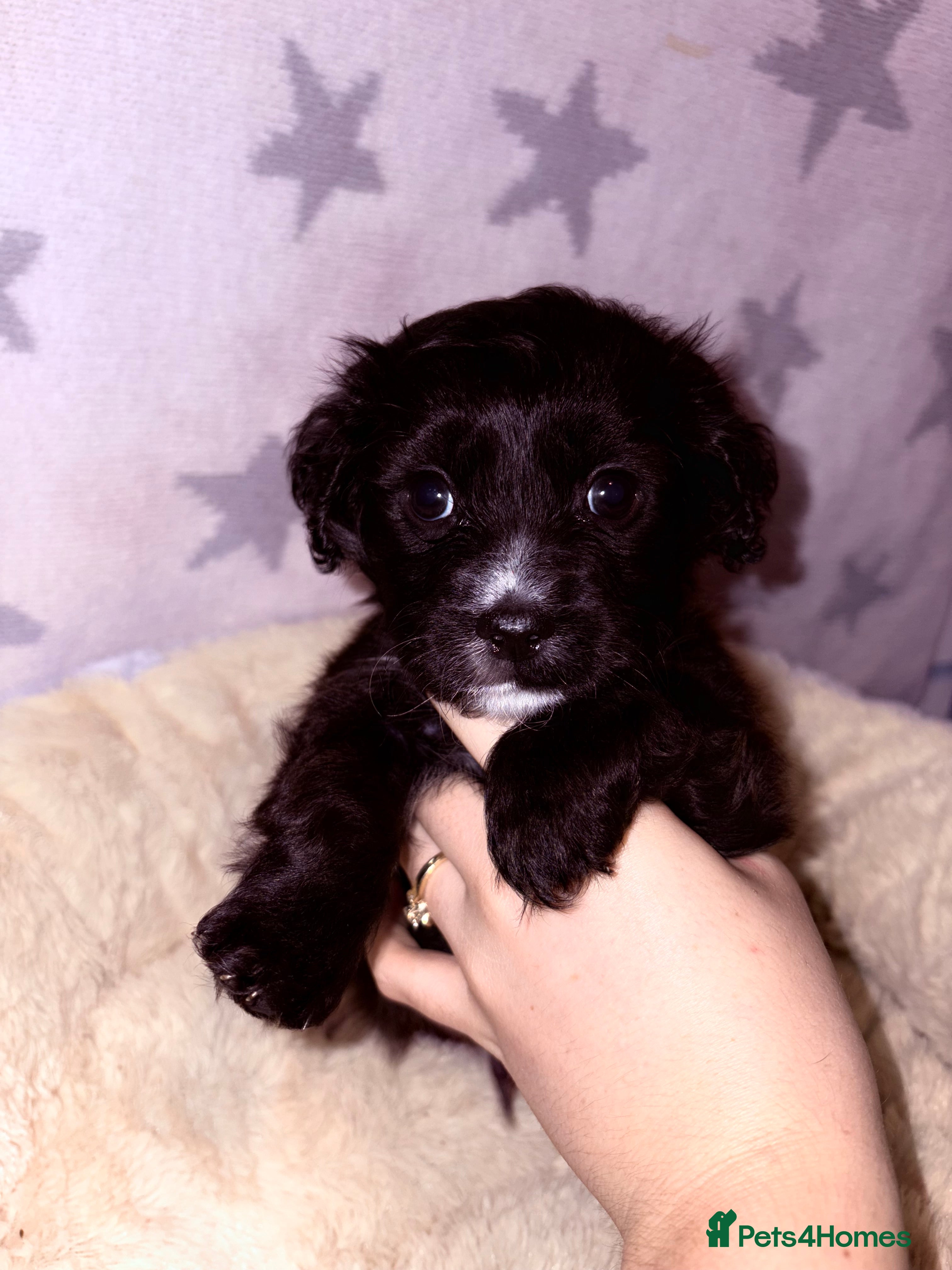 Maltipoo dogs Beautiful Maltipoo babies - Advert 11