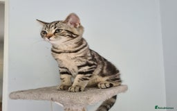 Scottish Fold cats for sale: Urgent sale of Scottish Fold kitten in London - Image 7