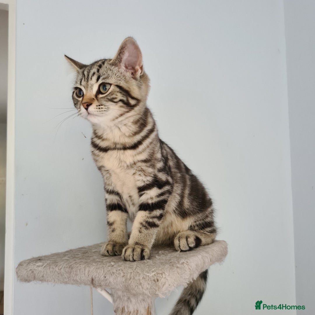 Scottish Fold cats for sale: Urgent sale of Scottish Fold kitten in London - Image 7