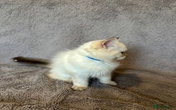 British Shorthair cats for sale: *READY NOW* TICA registered BSH kittens - Image 16