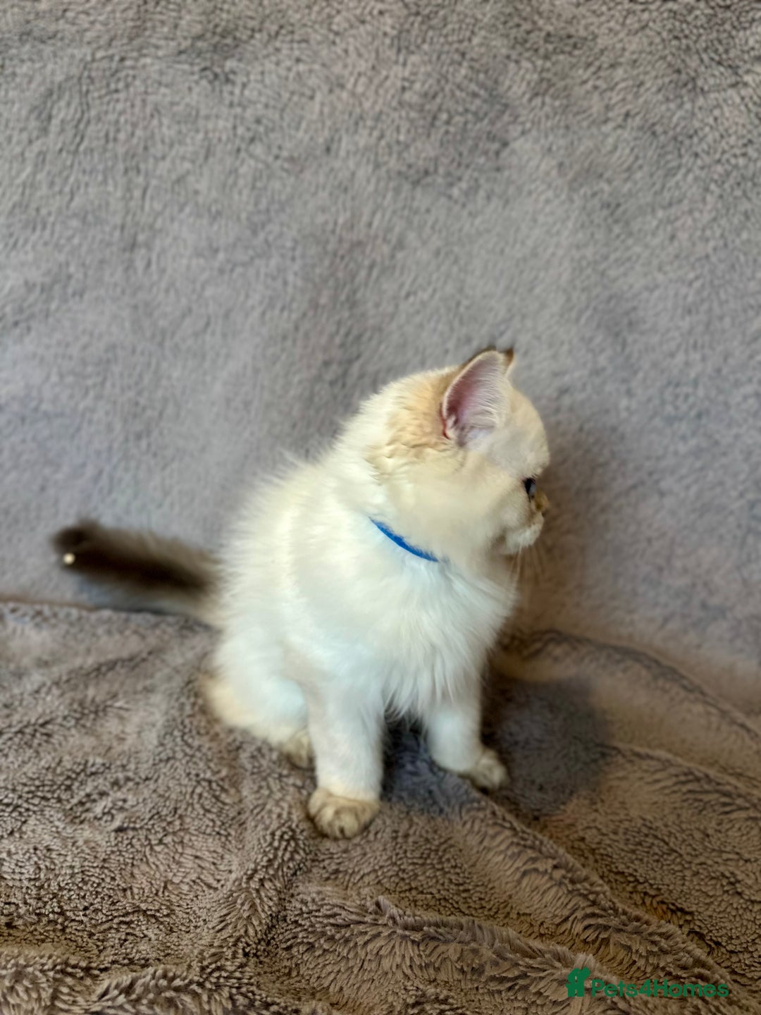 British Shorthair cats for sale: *READY NOW* TICA registered BSH kittens - Image 16