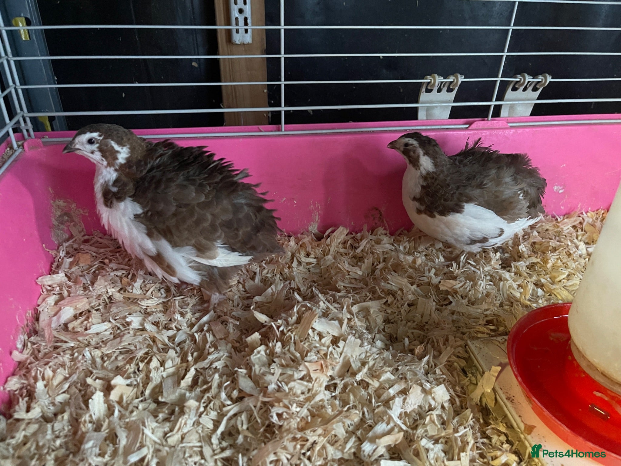 Quail poultry 3 Corturnix and 2 Celadon - Advert 2