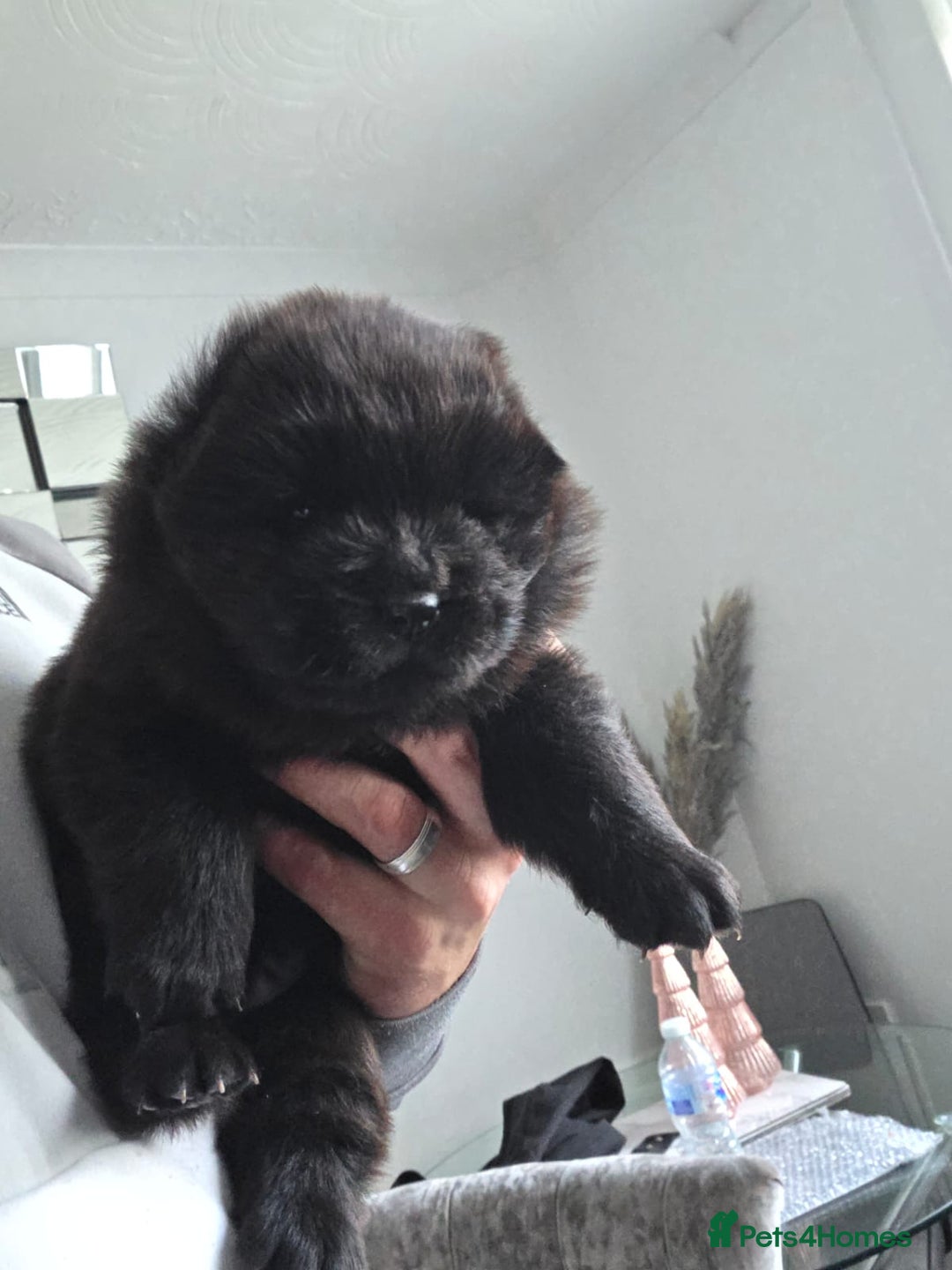 Chow Chow dogs for sale: Chow chow puppies - Advert 10