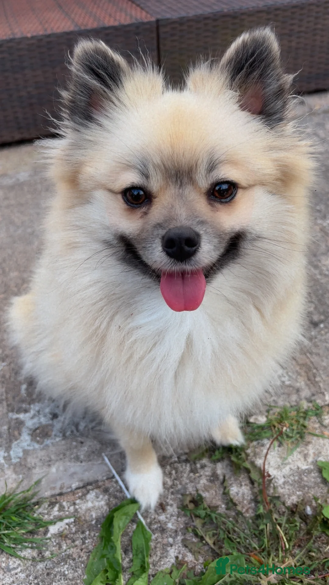 Pomeranian dogs for sale: Kc registered 3 year old Female Pomeranian. - Advert 1