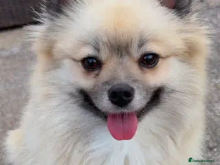 Pomeranian dogs Kc registered 3 year old Female Pomeranian. - Advert 1