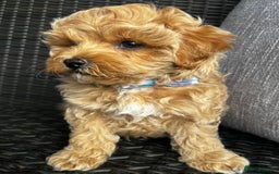 Maltipoo dogs for sale: Gorgeous apricot maltipoo - Image 21