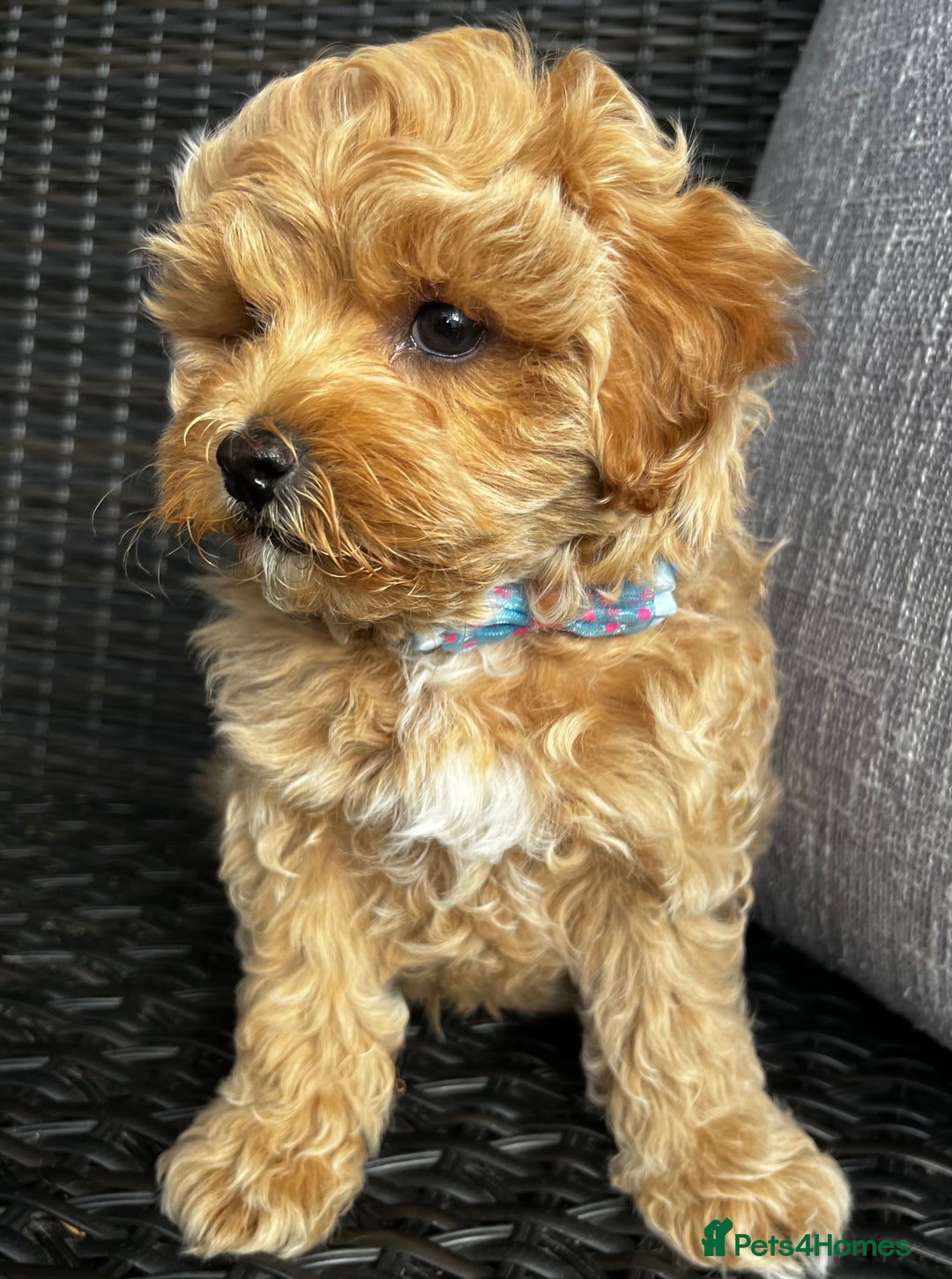 Maltipoo dogs for sale: Gorgeous apricot maltipoo - Image 21