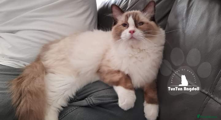 Ragdoll cats SEAL MITTED CARRYING CHOCOLATE in Sunderland - Advert 3