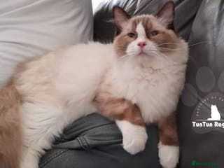 Ragdoll cats SEAL MITTED CARRYING CHOCOLATE in Sunderland - Advert 1