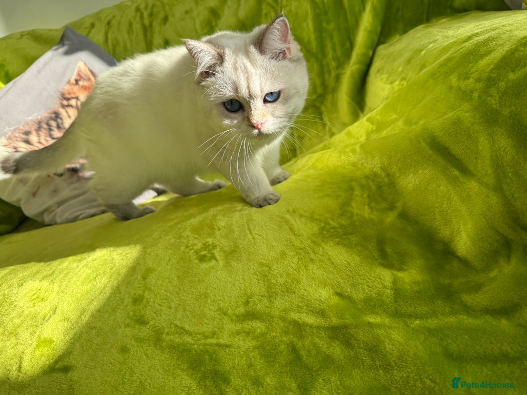 British Longhair cats for sale: British Longhair and Shorthair kittens for sale - Image 19