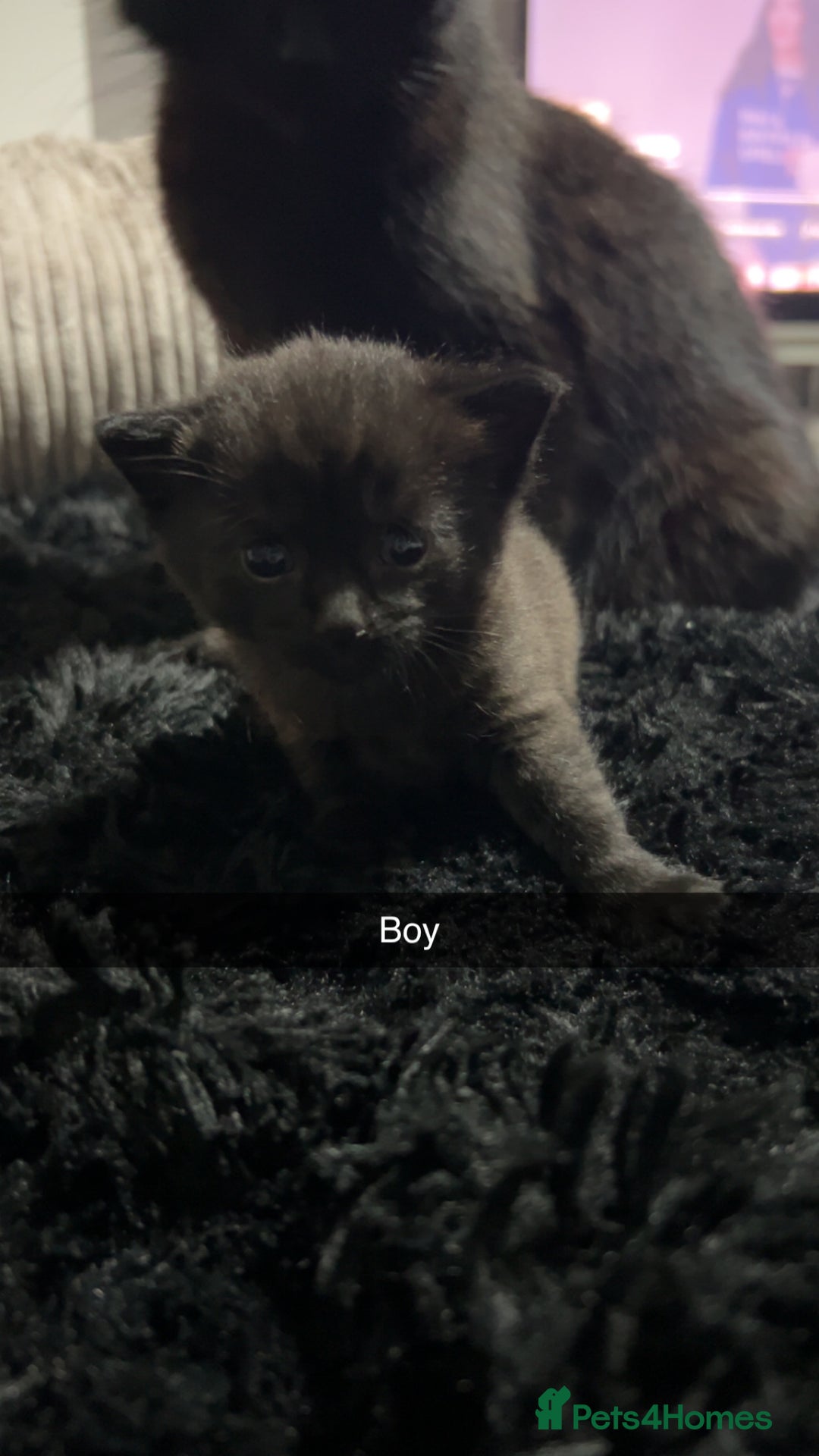 Mixed Breed cats for sale: Beautiful grey and black kitten - Advert 8